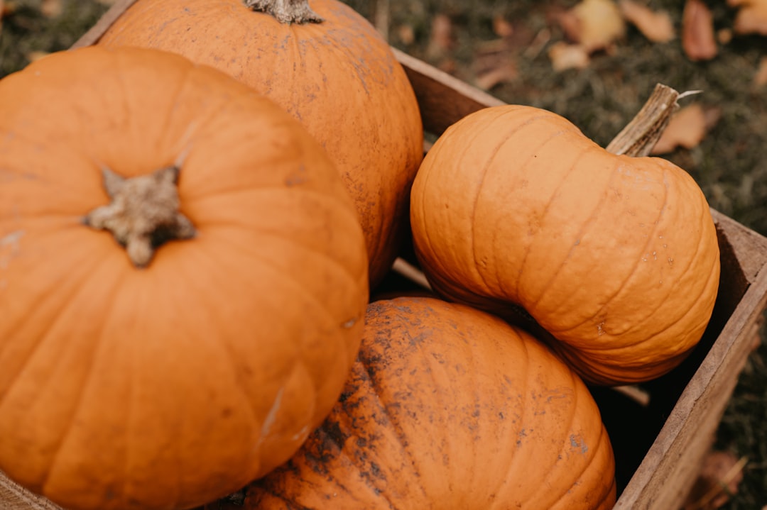 Photo Pumpkin patch